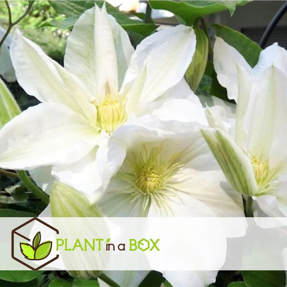 Clematis - Set Van 3 - Tuinplant - Wit - Klimplant - Pot 9cm - Hoogte 25-40cm 3 Clematis - Set Van 3 - Tuinplant - Wit - Klimplant - Pot 9cm - Hoogte 25-40cm - Afbeelding 3
