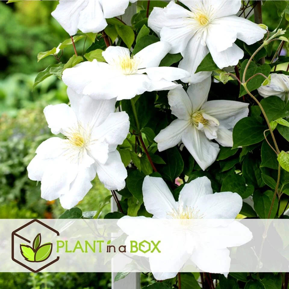 Clematis - Set Van 3 - Tuinplant - Wit - Klimplant - Pot 9cm - Hoogte 25-40cm 4 Clematis - Set Van 3 - Tuinplant - Wit - Klimplant - Pot 9cm - Hoogte 25-40cm - Afbeelding 4