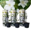 Clematis - Set Van 3 - Tuinplant - Wit - Klimplant - Pot 9cm - Hoogte 25-40cm 9 Clematis - Set Van 3 - Tuinplant - Wit - Klimplant - Pot 9cm - Hoogte 25-40cm -Goedkope Planten winkel 1000081992