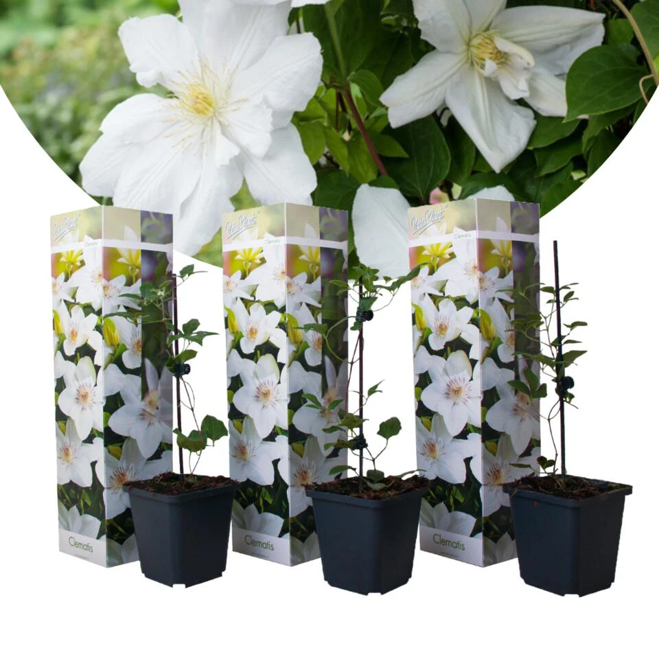 Clematis - Set Van 3 - Tuinplant - Wit - Klimplant - Pot 9cm - Hoogte 25-40cm 1 Clematis - Set Van 3 - Tuinplant - Wit - Klimplant - Pot 9cm - Hoogte 25-40cm
