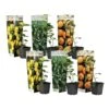 Citrus Mix - Set Van 6 - Citrus Fruitbomen - Pot 9cm - Hoogte 25-40cm 8 Citrus Mix - Set Van 6 - Citrus Fruitbomen - Pot 9cm - Hoogte 25-40cm -Goedkope Planten winkel 1000081995