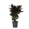Codiaeum Variegatum 'Mrs. Iceton' - Uniek - Pot 19cm - Hoogte 60-70cm 9 Codiaeum Variegatum 'Mrs. Iceton' - Uniek - Pot 19cm - Hoogte 60-70cm -Goedkope Planten winkel 1000081999