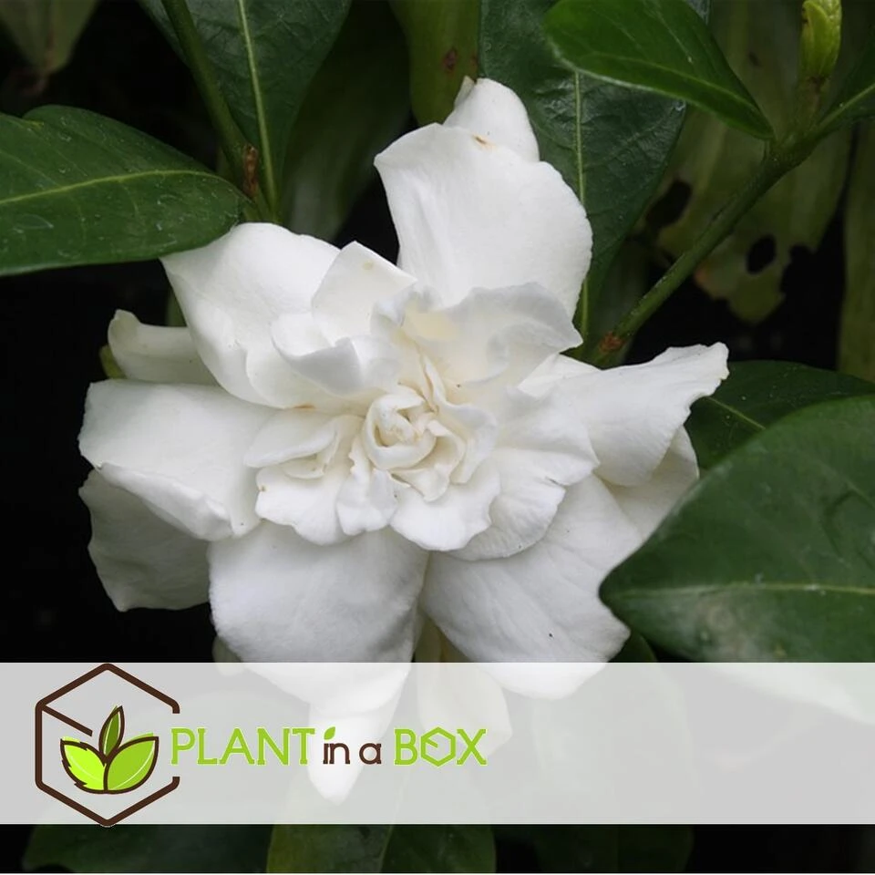 Gardenia Jasminoides - Witte Bloemen - Pot 13cm - Hoogte 20-30cm 2 Gardenia Jasminoides - Witte Bloemen - Pot 13cm - Hoogte 20-30cm - Afbeelding 2