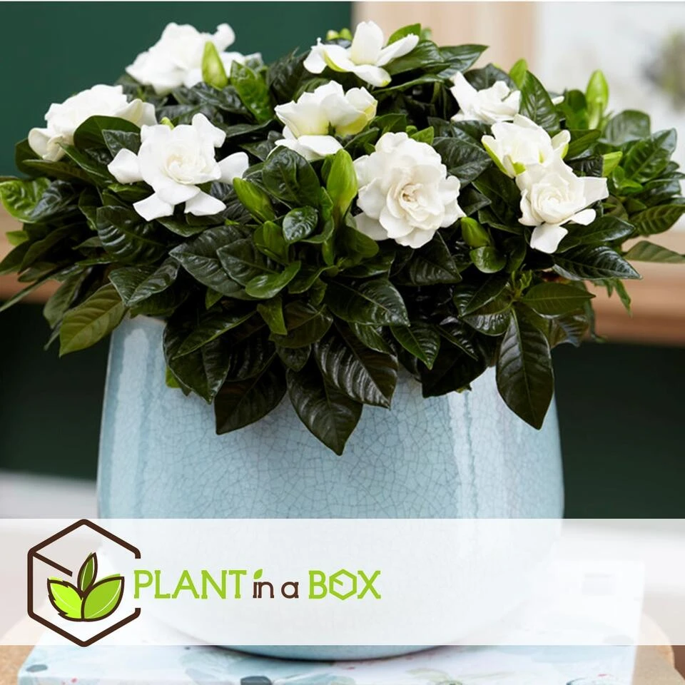 Gardenia Jasminoides - Witte Bloemen - Pot 13cm - Hoogte 20-30cm 3 Gardenia Jasminoides - Witte Bloemen - Pot 13cm - Hoogte 20-30cm - Afbeelding 3