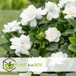 Gardenia Jasminoides - Witte Bloemen - Pot 13cm - Hoogte 20-30cm 7 Gardenia Jasminoides - Witte Bloemen - Pot 13cm - Hoogte 20-30cm -Goedkope Planten winkel 1000082002 0104