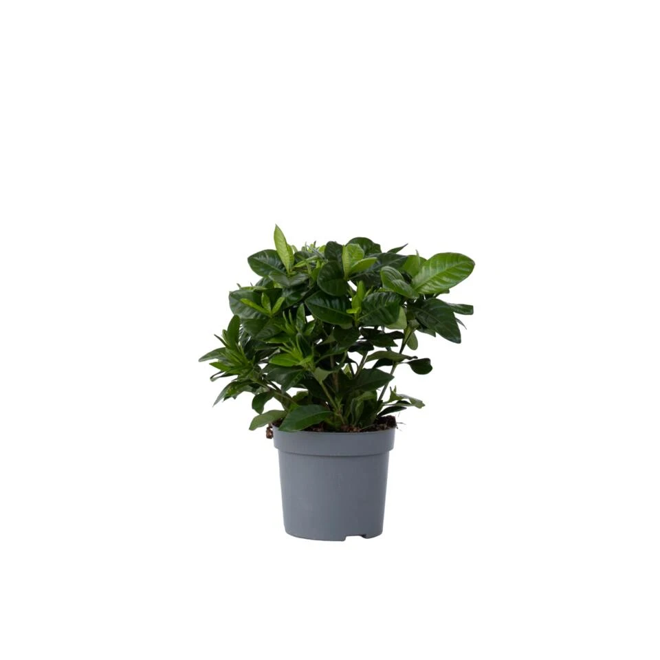 Gardenia Jasminoides - Witte Bloemen - Pot 13cm - Hoogte 20-30cm 1 Gardenia Jasminoides - Witte Bloemen - Pot 13cm - Hoogte 20-30cm