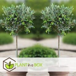 Olea Europaea - Set Van 2 - Olijfboom Op Stam - Pot 21cm - Hoogte 90-100cm -Goedkope Planten winkel 1000082003 0105