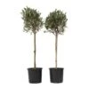 Olea Europaea - Set Van 2 - Olijfboom Op Stam - Pot 21cm - Hoogte 90-100cm -Goedkope Planten winkel 1000082003