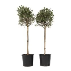 Olea Europaea - Set Van 2 - Olijfboom Op Stam - Pot 21cm - Hoogte 90-100cm
