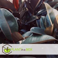 Goedkope Planten winkel -Goedkope Planten winkel 1000082005 0102