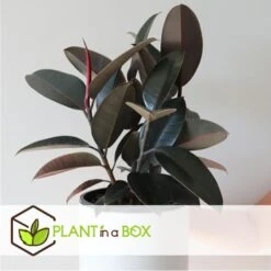Ficus Elastica Abidjan - 'Rubberboom' - Pot 24cm - Hoogte 80-100cm -Goedkope Planten winkel 1000082005 0103