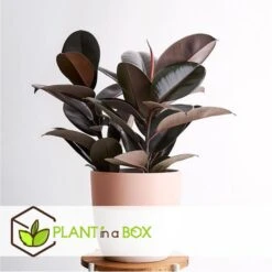Ficus Elastica Abidjan - 'Rubberboom' - Pot 24cm - Hoogte 80-100cm -Goedkope Planten winkel 1000082005 0104