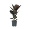 Ficus Elastica Abidjan - 'Rubberboom' - Pot 24cm - Hoogte 80-100cm -Goedkope Planten winkel 1000082005