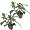 Philodendron Florida Green - Set Van 2 - Pot 12cm - Hoogte 20-30cm