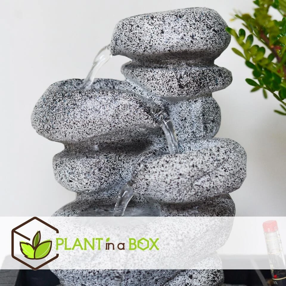 Bonsai Boom Met Easy-care Watersysteem - Set Van 2 - Zen Stenen - Hoogte 25-35cm 2 Bonsai Boom Met Easy-care Watersysteem - Set Van 2 - Zen Stenen - Hoogte 25-35cm - Afbeelding 2