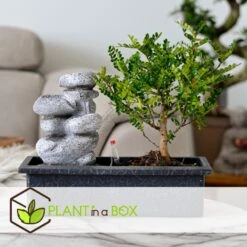 Bonsai Boom Met Easy-care Watersysteem - Set Van 2 - Zen Stenen - Hoogte 25-35cm 6 Bonsai Boom Met Easy-care Watersysteem - Set Van 2 - Zen Stenen - Hoogte 25-35cm -Goedkope Planten winkel 1000082016 0103
