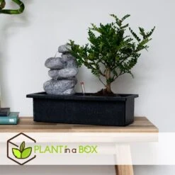 Bonsai Boom Met Easy-care Watersysteem - Set Van 2 - Zen Stenen - Hoogte 25-35cm 7 Bonsai Boom Met Easy-care Watersysteem - Set Van 2 - Zen Stenen - Hoogte 25-35cm -Goedkope Planten winkel 1000082016 0104