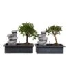 Bonsai Boom Met Easy-care Watersysteem - Set Van 2 - Zen Stenen - Hoogte 25-35cm -Goedkope Planten winkel 1000082016