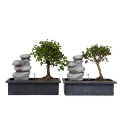 Bonsai Boom Met Easy-care Watersysteem - Set Van 2 - Zen Stenen - Hoogte 25-35cm