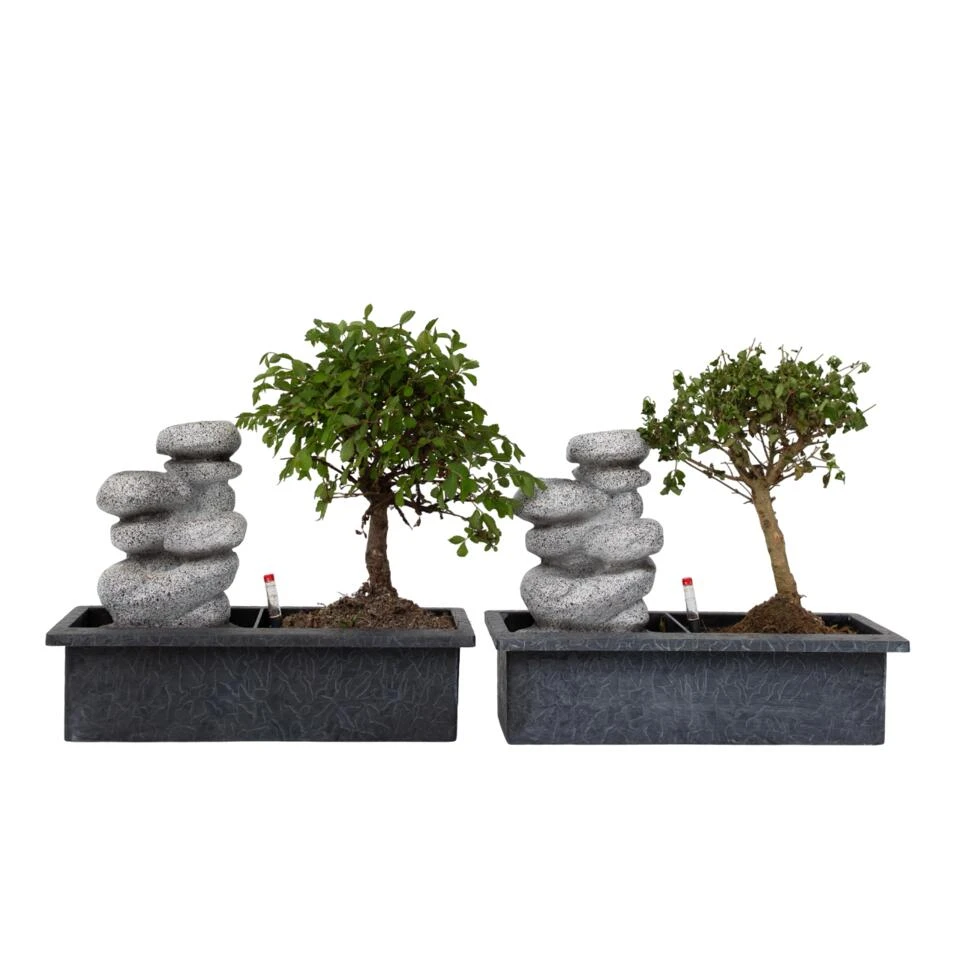 Bonsai Boom Met Easy-care Watersysteem - Set Van 2 - Zen Stenen - Hoogte 25-35cm 1 Bonsai Boom Met Easy-care Watersysteem - Set Van 2 - Zen Stenen - Hoogte 25-35cm