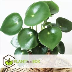 Peperomia Raindrop - Set Van 2 - Pot 12cm - Hoogte 20-30cm -Goedkope Planten winkel 1000082034 0102
