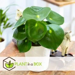 Peperomia Raindrop - Set Van 2 - Pot 12cm - Hoogte 20-30cm -Goedkope Planten winkel 1000082034 0103