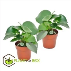 Peperomia Raindrop - Set Van 2 - Pot 12cm - Hoogte 20-30cm -Goedkope Planten winkel 1000082034 0105