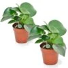 Peperomia Raindrop - Set Van 2 - Pot 12cm - Hoogte 20-30cm -Goedkope Planten winkel 1000082034