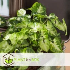 Syngonium 'Pixie' - Set Van 2 - Pijlpuntplant - Pot 12cm - Hoogte 25-40cm -Goedkope Planten winkel 1000082039 0103