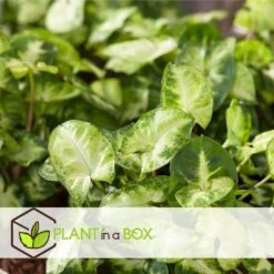 Syngonium 'Pixie' - Set Van 2 - Pijlpuntplant - Pot 12cm - Hoogte 25-40cm -Goedkope Planten winkel 1000082039 0104