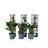 Hortensia Teller - Set Van 6 - Wit - Tuinhortensia - Pot 9cm - Hoogte 25-40cm -Goedkope Planten winkel 1000082043