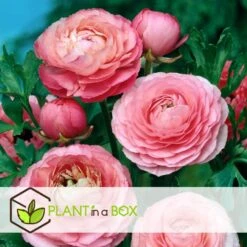 Ranunculus - Mix Van 40 - Ranunculus Bloembollen -Goedkope Planten winkel 1000082055 0103