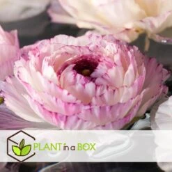 Ranunculus - Mix Van 40 - Ranunculus Bloembollen -Goedkope Planten winkel 1000082055 0104