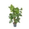 Monstera Deliciosa - Gatenplant - Pot 24cm - Hoogte 120-130cm -Goedkope Planten winkel 1000082062