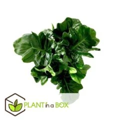 Philodendron Bipinnatifidum 'Atom - Set Van 2 - Pot 12cm - Hoogte 30-40cm -Goedkope Planten winkel 1000082064 0103