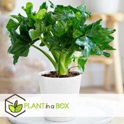 Philodendron Bipinnatifidum 'Atom - Set Van 2 - Pot 12cm - Hoogte 30-40cm -Goedkope Planten winkel 1000082064 0104