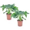 Philodendron Bipinnatifidum 'Atom - Set Van 2 - Pot 12cm - Hoogte 30-40cm -Goedkope Planten winkel 1000082064