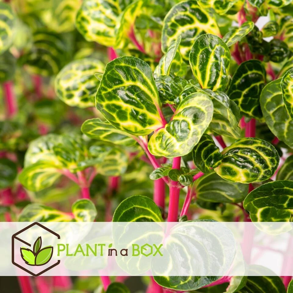 Iresine Herbstii 'Yellow' - Biefstukplant - Pot 13cm - Hoogte 20-30cm 2 Iresine Herbstii 'Yellow' - Biefstukplant - Pot 13cm - Hoogte 20-30cm - Afbeelding 2