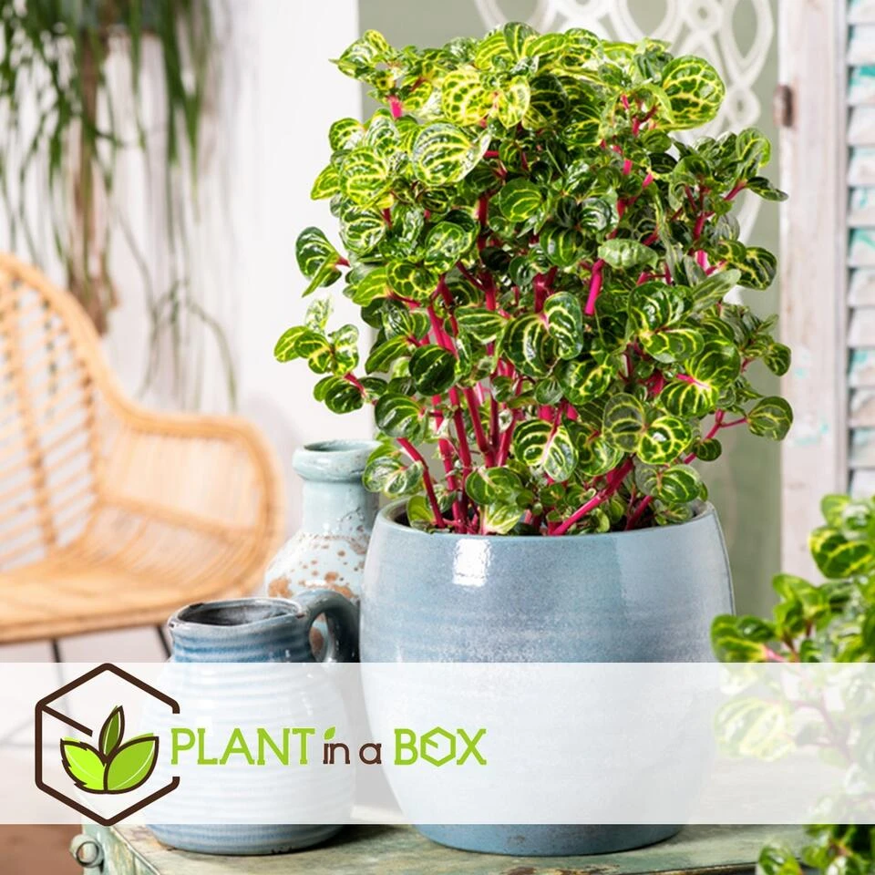 Iresine Herbstii 'Yellow' - Biefstukplant - Pot 13cm - Hoogte 20-30cm 3 Iresine Herbstii 'Yellow' - Biefstukplant - Pot 13cm - Hoogte 20-30cm - Afbeelding 3