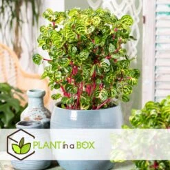 Iresine Herbstii 'Yellow' - Biefstukplant - Pot 13cm - Hoogte 20-30cm 7 Iresine Herbstii 'Yellow' - Biefstukplant - Pot 13cm - Hoogte 20-30cm -Goedkope Planten winkel 1000082065 0104