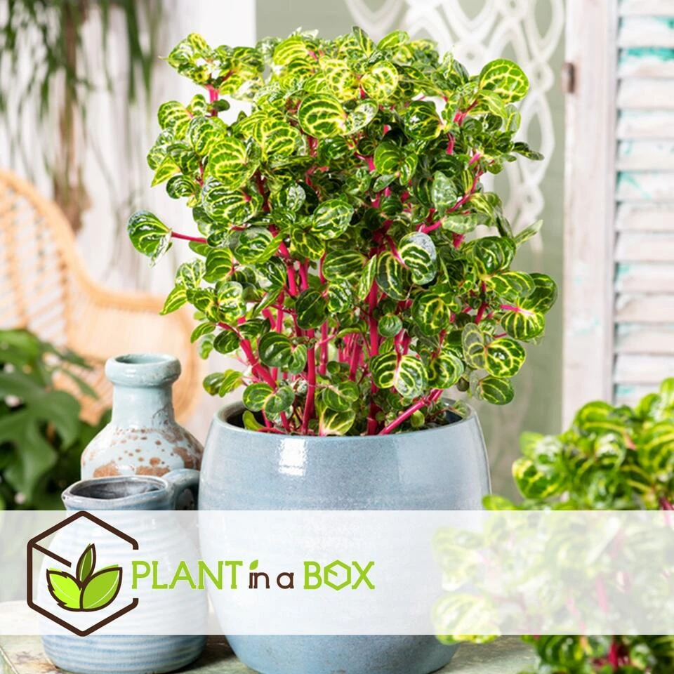 Iresine Herbstii 'Yellow' - Biefstukplant - Pot 13cm - Hoogte 20-30cm 4 Iresine Herbstii 'Yellow' - Biefstukplant - Pot 13cm - Hoogte 20-30cm - Afbeelding 4