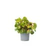 Iresine Herbstii 'Yellow' - Biefstukplant - Pot 13cm - Hoogte 20-30cm -Goedkope Planten winkel 1000082065