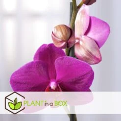 Phalaenopsis Multiflora - Orchidee Paars - Pot 12cm - Hoogte 35-45cm -Goedkope Planten winkel 1000082073 0103