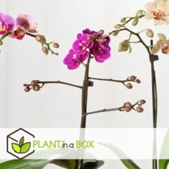 Phalaenopsis Multiflora - Orchidee Paars - Pot 12cm - Hoogte 35-45cm -Goedkope Planten winkel 1000082073 0104