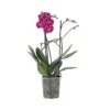 Phalaenopsis Multiflora - Orchidee Paars - Pot 12cm - Hoogte 35-45cm -Goedkope Planten winkel 1000082073