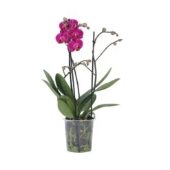 Phalaenopsis Multiflora - Orchidee Paars - Pot 12cm - Hoogte 35-45cm