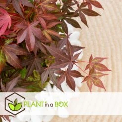 Acer Palmatum ´Atropurpureum´ - Set Van 2 - Esdoorn - Pot 19cm - Hoogte 60-70cm -Goedkope Planten winkel 1000082082 0103