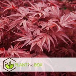 Acer Palmatum ´Atropurpureum´ - Set Van 2 - Esdoorn - Pot 19cm - Hoogte 60-70cm -Goedkope Planten winkel 1000082082 0104