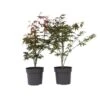 Acer Palmatum ´Atropurpureum´ - Set Van 2 - Esdoorn - Pot 19cm - Hoogte 60-70cm -Goedkope Planten winkel 1000082082