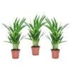 Dypsis Lutescens - Areca Goudpalm - Set Van 3 - Pot 12cm - Hoogte 30-45cm